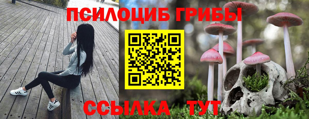 Сальск  Галлюциногенные грибы Psilocybine cubensis  Вход с VPN 
